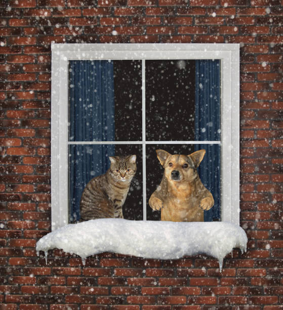 istock Cat with dog look out the window 1173167863