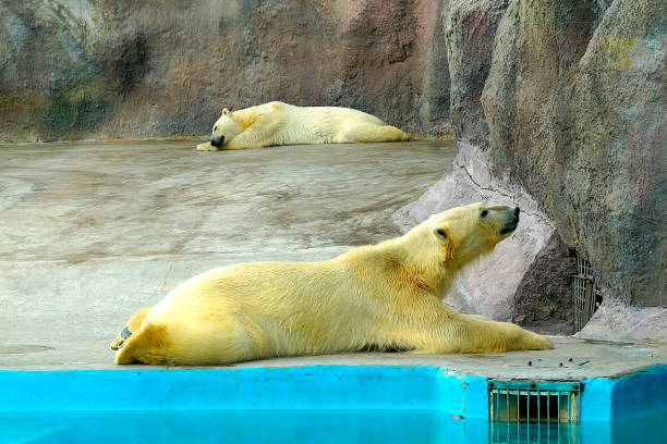 istock A two large fluffy polar bears basks in the sun and sleeps in a zoo. 1173169560