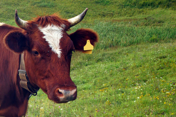 istock In the summer, a brown cow eats green grass in the meadow. 1173169611