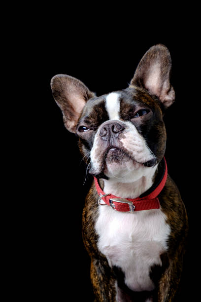istock Portrait boston terrier pure breed black background closeup 1173170691