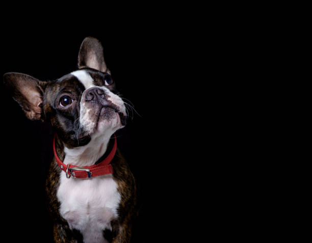 istock Portrait boston terrier pure breed black background closeup 1173170768