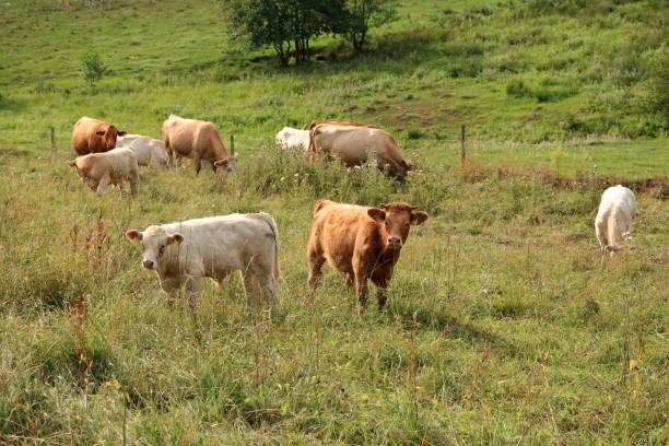istock Cow grazing on a lovely green pasture 1173172632