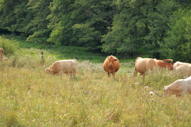 istock Cow grazing on a lovely green pasture 1173172649