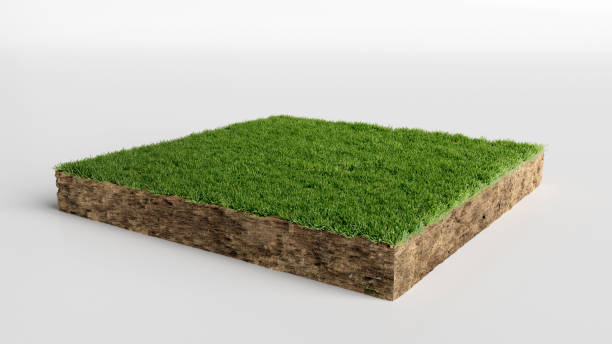 Square of green grass field over white background, 3D Illustration