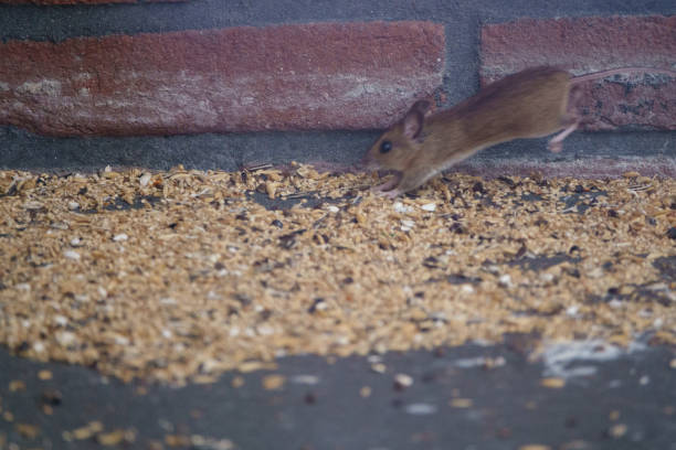 istock A mouse is feasting on bird food in a garden 1173174192