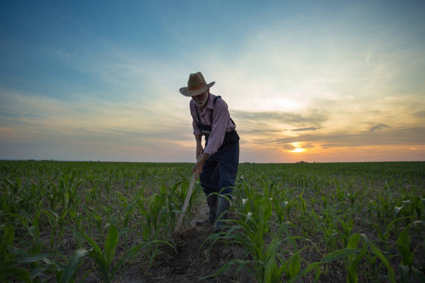 Farmer weeding field with hoe Wide angle view of mature farmer hoeing and weeding corn field at sunset garden hoe photos stock pictures, royalty-free photos & images