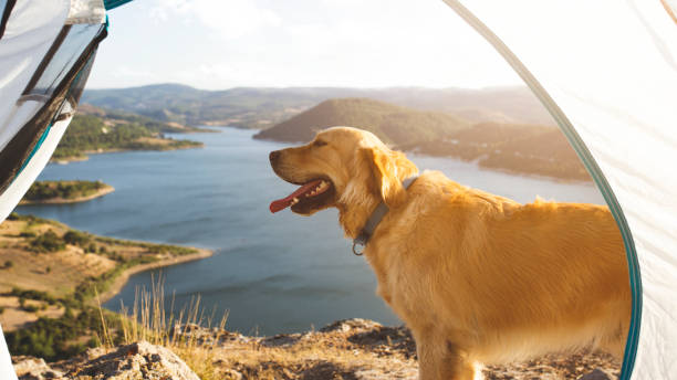 istock camping with the dog on mountains 1173175862