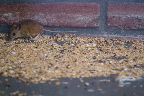 istock A mouse is feasting on bird food in a garden 1173175917