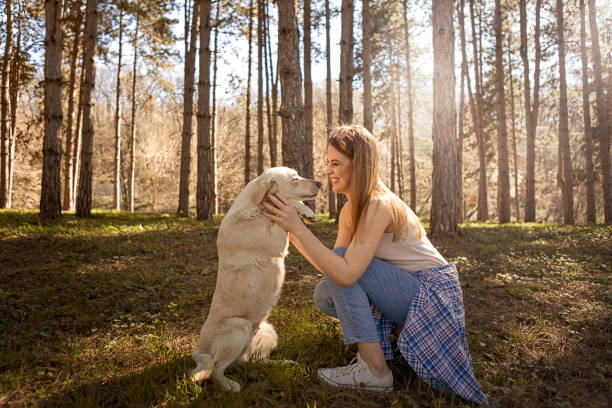 mejores amigos - golden retriever dog autumn leaf fotografías e imágenes de stock