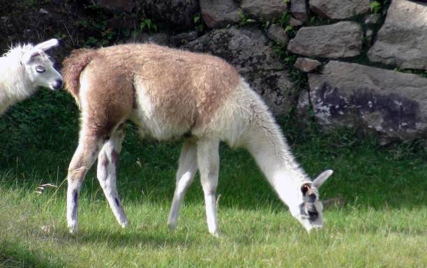 istock Llama Grazing Scene In Cusco. Peru South America 1173176971