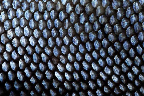 istock Extreme Close-up of Coho Salmon Scale 1173177226