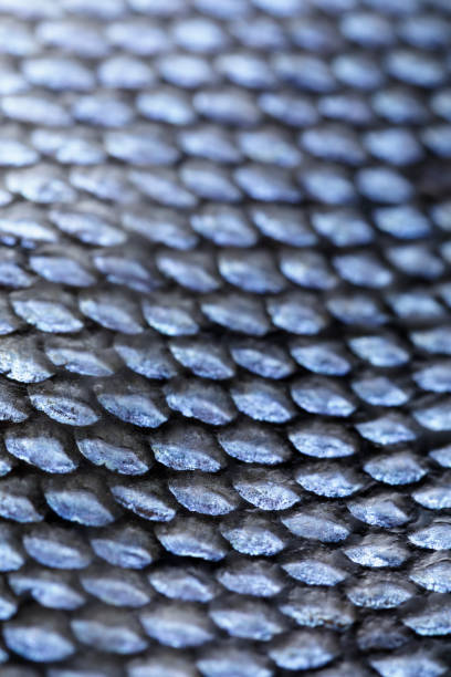 istock Extreme Close-up of Coho Salmon Scale 1173177425