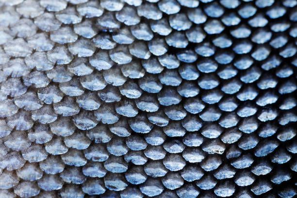 istock Extreme Close-up of Coho Salmon Scale 1173178824