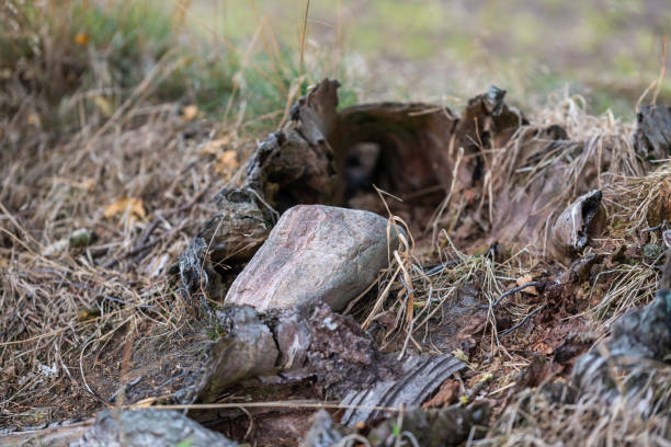istock At the fields is  always scrap old trees, stones and garbage 1173178876