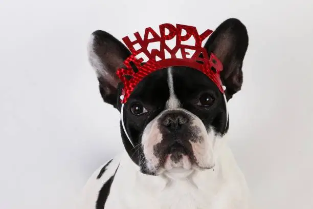 french bulldog celebrates sylvester
