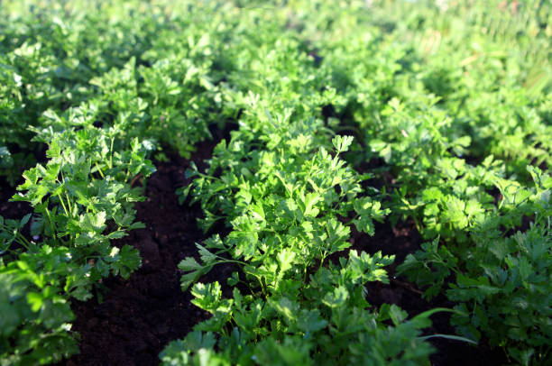 istock green parsley on field 1173179779