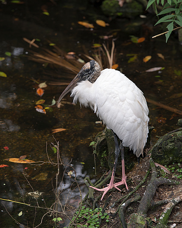 Wood Stork adult bird by the water in its surrounding.