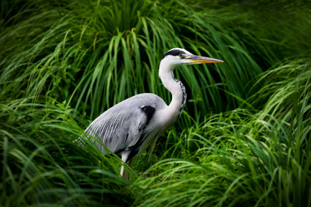 airone nella palude - freshwater bird animals in the wild feather animal leg foto e immagini stock