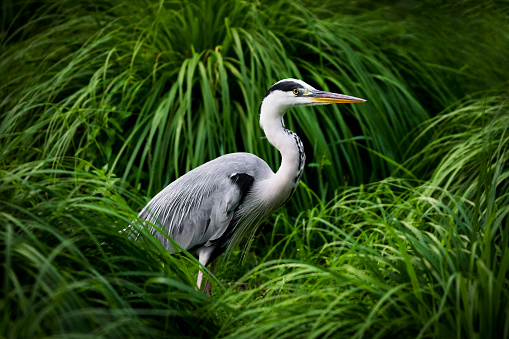 Portrait of a Gray heron in a swamp among dense vegetation.