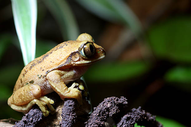 istock Big-Eyed tree frog on vine 117318091