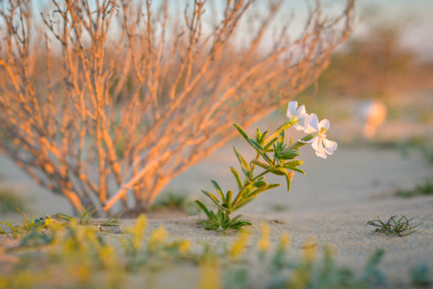 Atacama desert flower