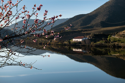 Vista panorámica del río Duero con viñedos adosados cerca del pueblo de Foz Coa photo