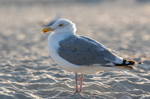 Stately seagull sitting on the beach