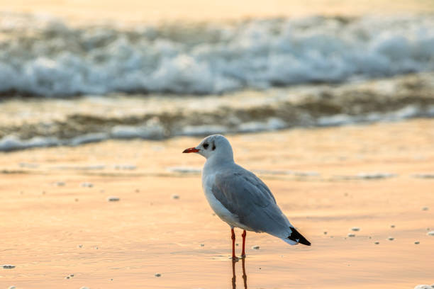istock Seagull in the surf 1173182975