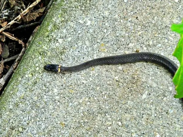 Photo of Ring-necked snake (Diadophis punctatus) harmless - crossing the road