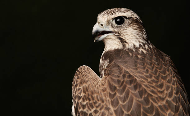 istock Red Tailed Hawk portrait on dark green background with copy space. 1173183285