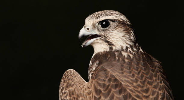istock Red Tailed Hawk portrait on dark green background with copy space. 1173183288