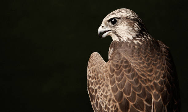istock Red Tailed Hawk portrait on dark green background with copy space. 1173183295