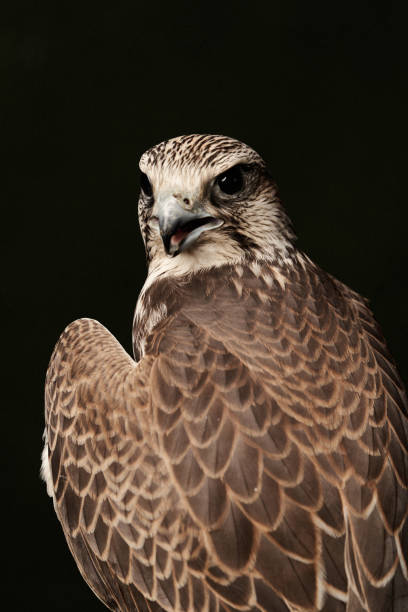 istock Red Tailed Hawk portrait on dark green background with copy space. 1173183303