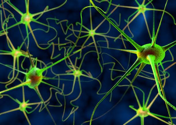istock 3D illustration of a nerve cell 1173184172