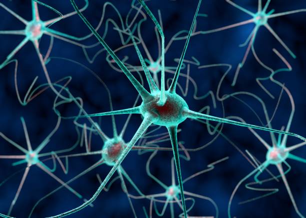istock 3D illustration of a nerve cell 1173184192
