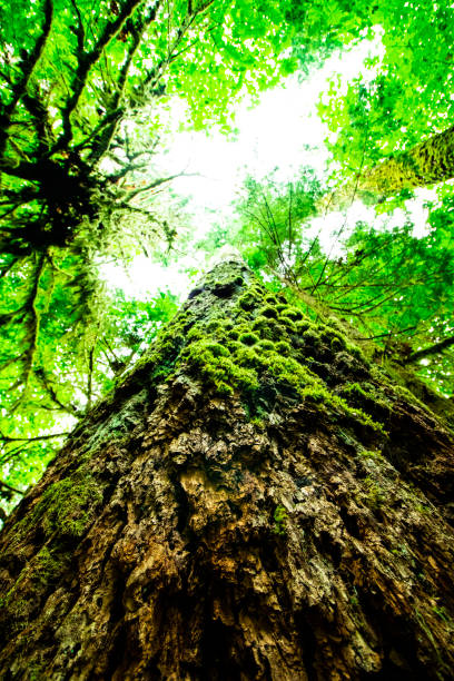 istock Giant tree with foam in rainforest in Vancouver 1173184258