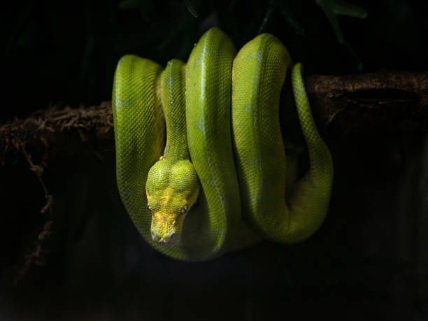 istock Green Snake on Branch at Night 1173184289