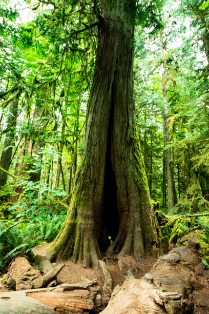 istock Magic giant tree in rainforest in Vancouver 1173184311