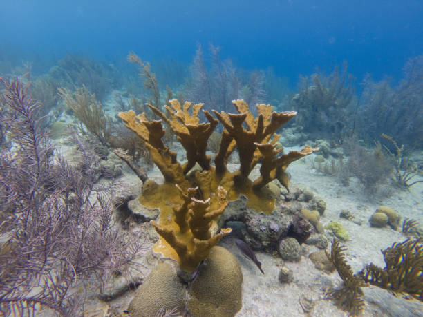ernstig bedreigde elkhorn koraal - acropora palmata stockfoto's en -beelden