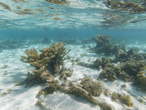 ernstig bedreigde elkhorn koraal - acropora palmata stockfoto's en -beelden