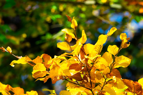 istock Autumn leaves. Yellow leaves on a beech branch. 1173184578