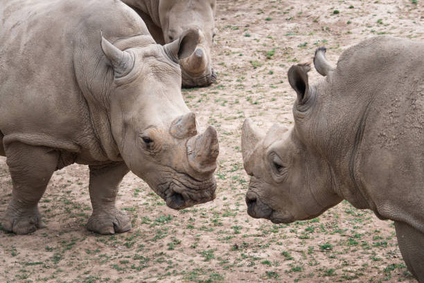istock Southern white rhinoceros (Ceratotherium simum simum). 1173184710