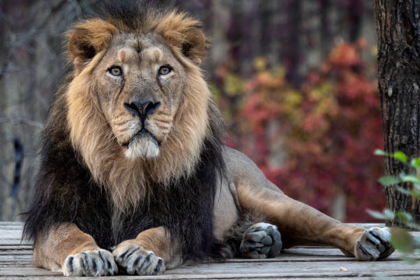 Asiatic lion (Panthera leo persica). A critically endangered species. Asiatic lion (Panthera leo persica). A critically endangered species. asian lion stock pictures, royalty-free photos & images