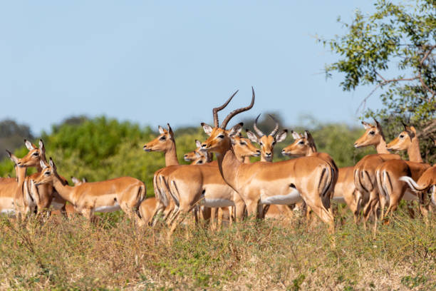 istock herd of impala antelope in Chobe, Botswana 1173187685