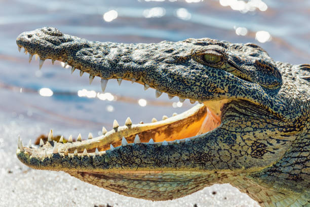 istock Nile Crocodile in Chobe river, Botswana 1173187691