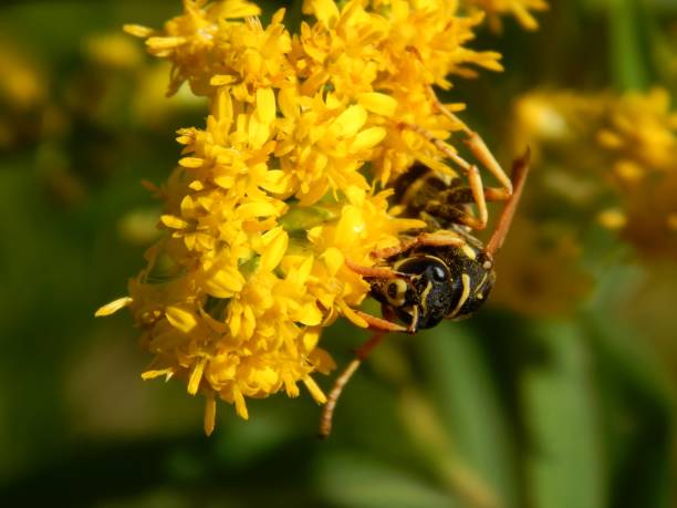 istock Wild wasp insect on meadow flowers close-up 1173190166