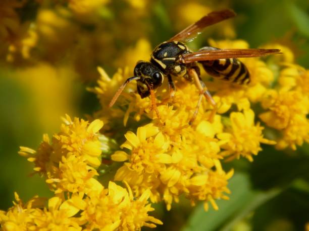 istock Wild wasp insect on meadow flowers close-up 1173190167