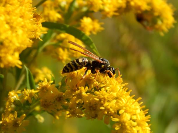 istock Wild wasp insect on meadow flowers close-up 1173190172