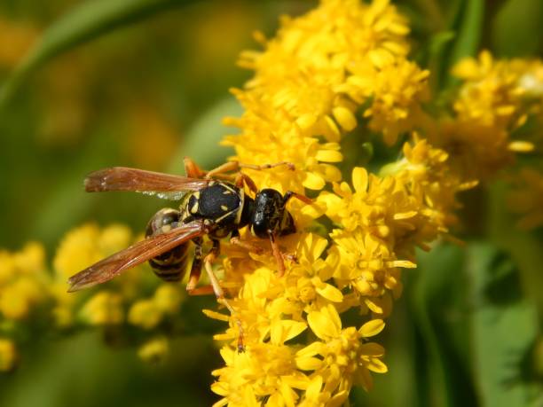 istock Wild wasp insect on meadow flowers close-up 1173190174