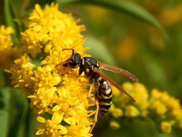 istock Wild wasp insect on meadow flowers close-up 1173190178